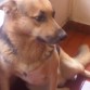 ·"Musi" Es un perro rescatista en las emergencias del SUR de Améria fué premiado por su trabajo.--
